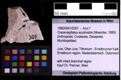 Foto (Objekt + Etiketten) von Cracensigillatus acutirostris (Moericke, 1889) (NHMW-GEO-1990-0041-0307)